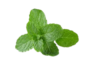 Feuilles de menthe